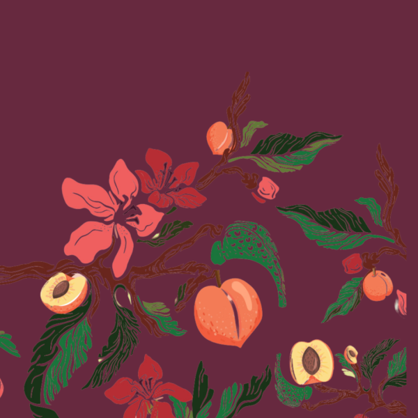 Sumewam Apricots – Nature’s Sweetest Treat - Image 10